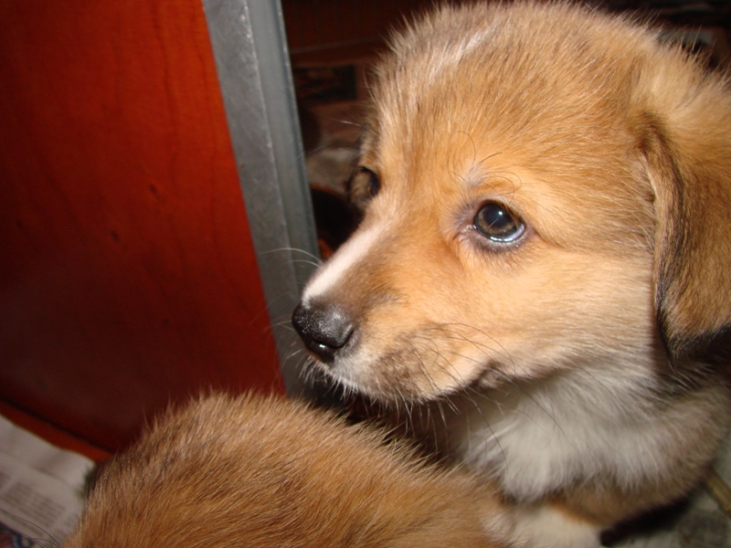 Puppies
